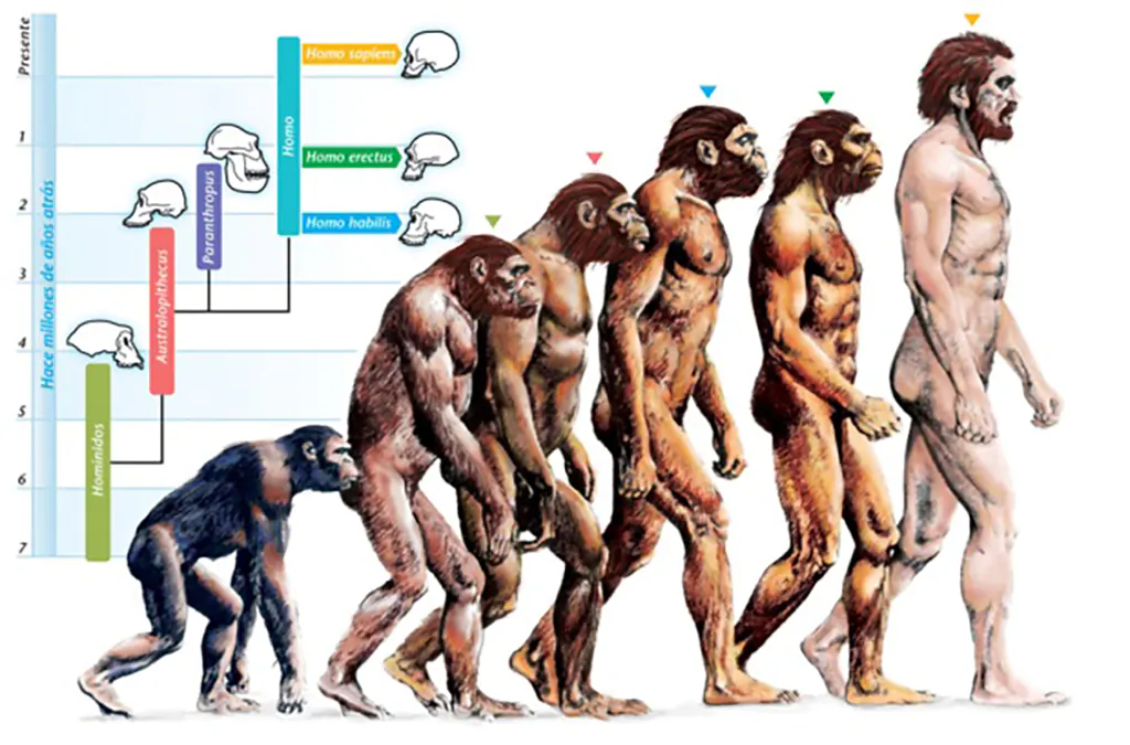 Evolusi Menurut Darwin: Perjalanan Teori yang Merubah Pandangan Dunia